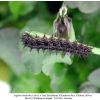 argynnis alexandra iran larva l4 b